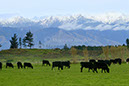 Tararua Ranges & Cows