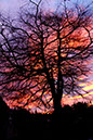 Tree & Sunset 1