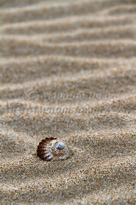 Shell in Sand 1
