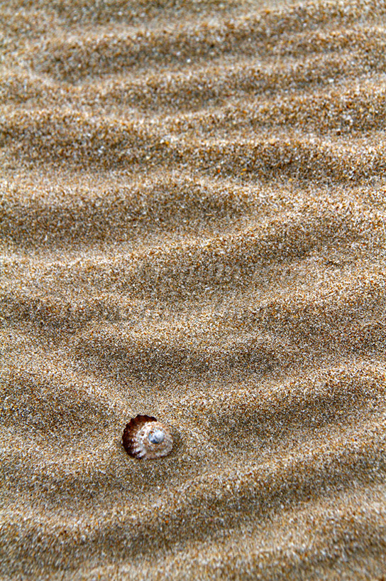 Shell in Sand 2