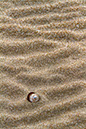 Shell in Sand 2