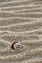 Shell in Sand 1