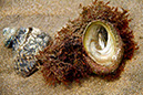 Sea Snail 1